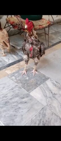 Aseel mianwali murga available