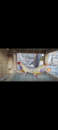 Lady Gouldian Finch