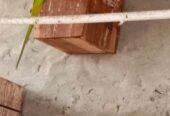 Ringneck parrot breeder male
