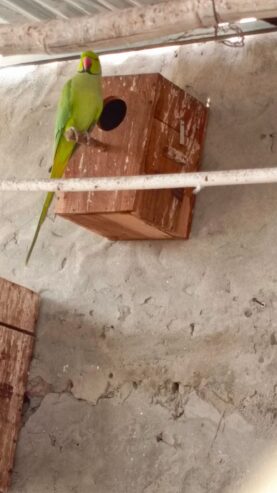 Ringneck parrot breeder male