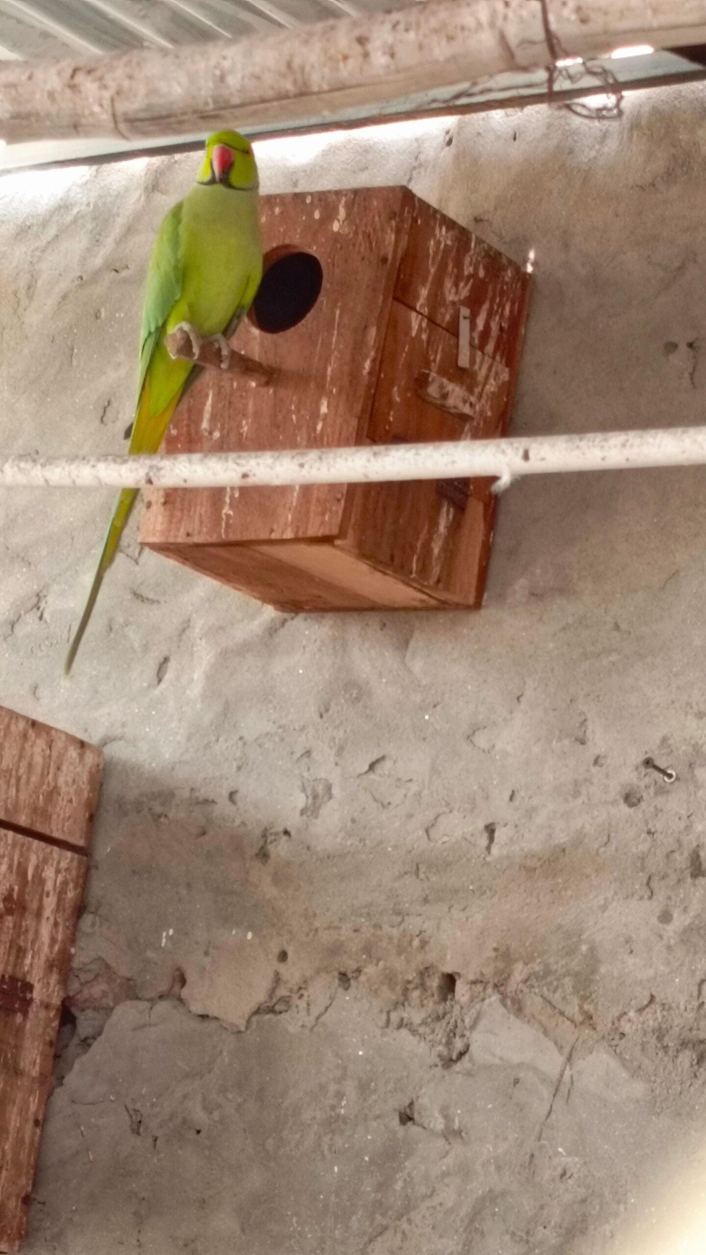 Ringneck parrot breeder male