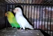 Love birds for sale