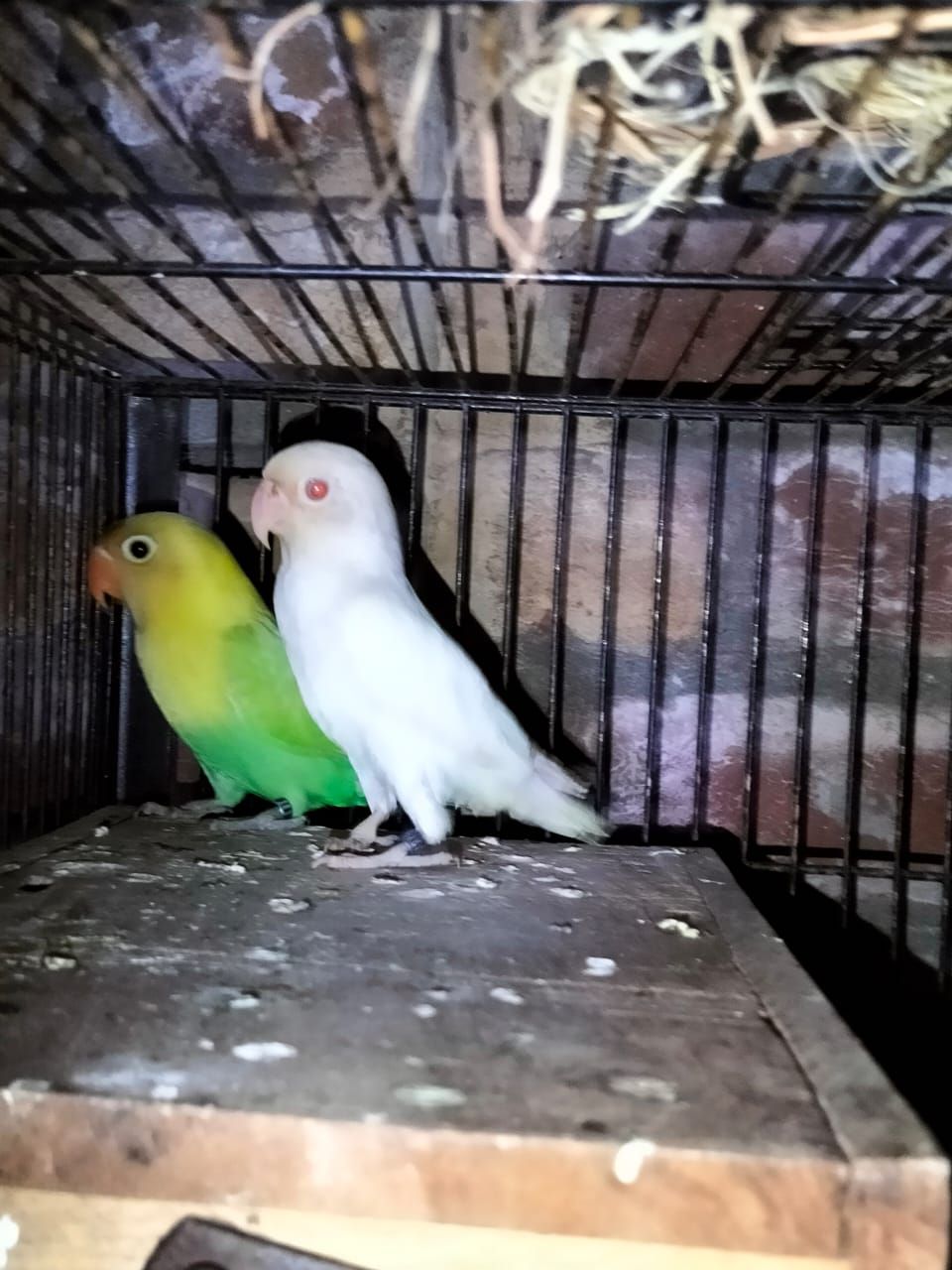 Love birds for sale