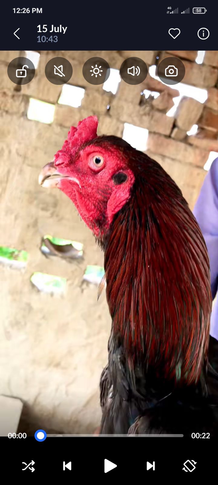 Lakha Aseel Male