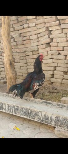 Aseel lover