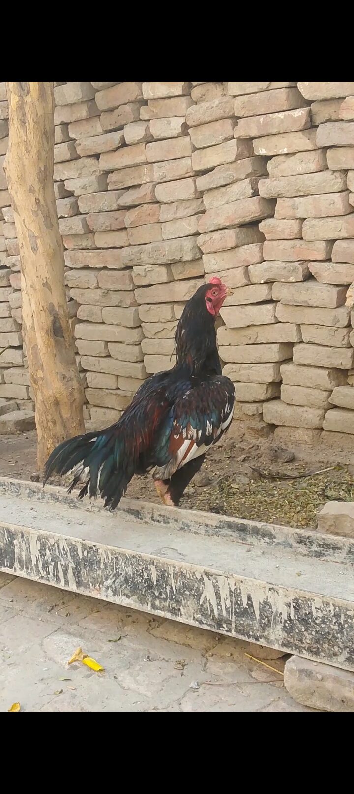 Aseel lover