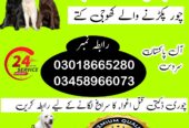 Khoji Dog Center Hyderabad 03018665280 ! Khoji Kuttay Hyderabad