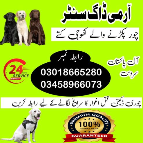 Khoji Dog Center Hyderabad 03018665280 ! Khoji Kuttay Hyderabad