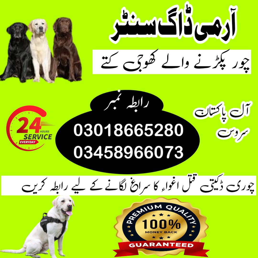 Khoji Dog Center Hyderabad 03018665280 ! Khoji Kuttay Hyderabad