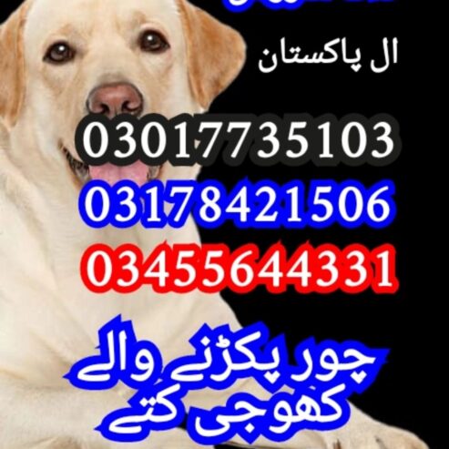 Army dog center 03017735103