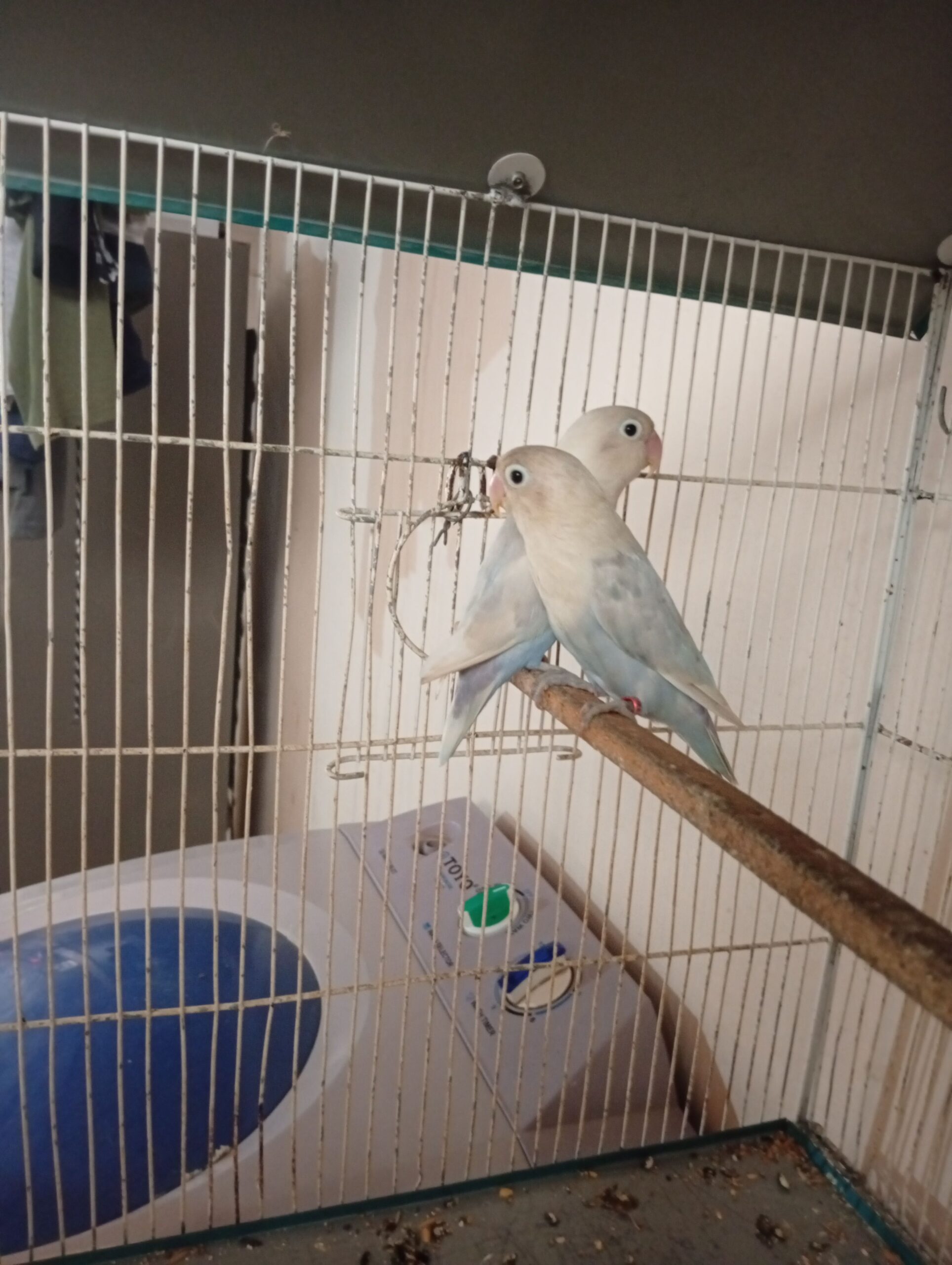 love birds for sale