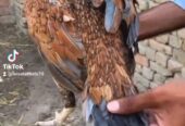 Kasni Madi nilay doray wali