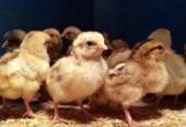 Golden miri chicks desi chicks