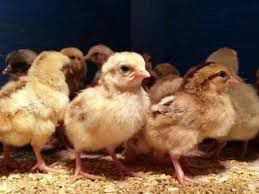Golden miri chicks desi chicks