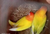 Lutino personata pair red eyes