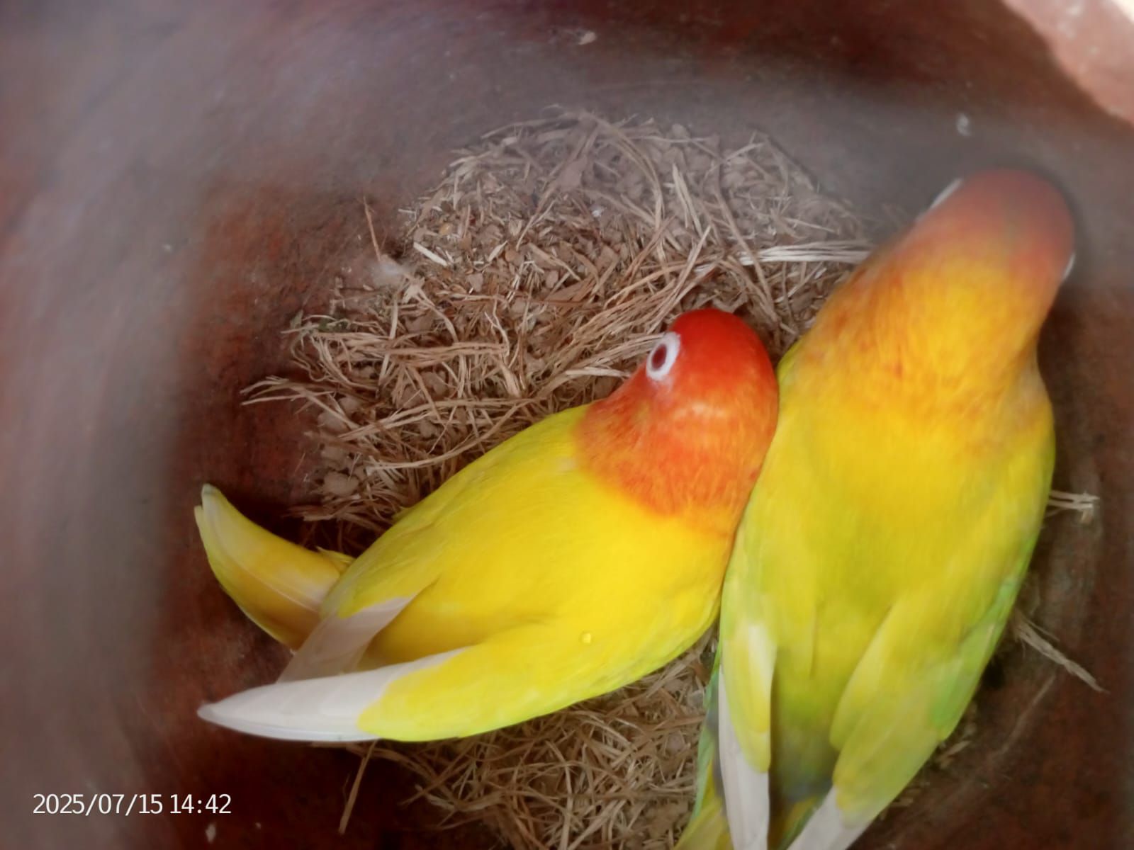 Lutino personata pair red eyes