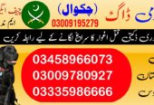 Army Dog Center Chakwal 03009780927 | Khoji Dog Center Chakwal Contact Number 03458966073