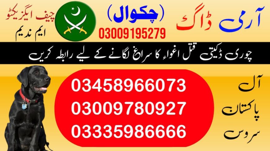 Army Dog Center Chakwal 03009780927 | Khoji Dog Center Chakwal Contact Number 03458966073