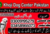 Khoji Dog Center Mandi Bahauddin 03458966073 Khoji Kuttay Contact Number