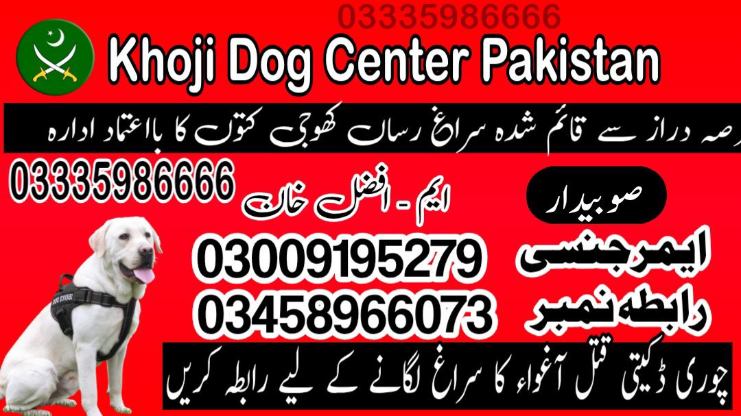 Khoji Dog Center Mandi Bahauddin 03458966073 Khoji Kuttay Contact Number