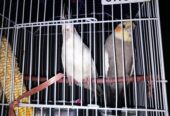 Cocktail Gray and withe colour For sale