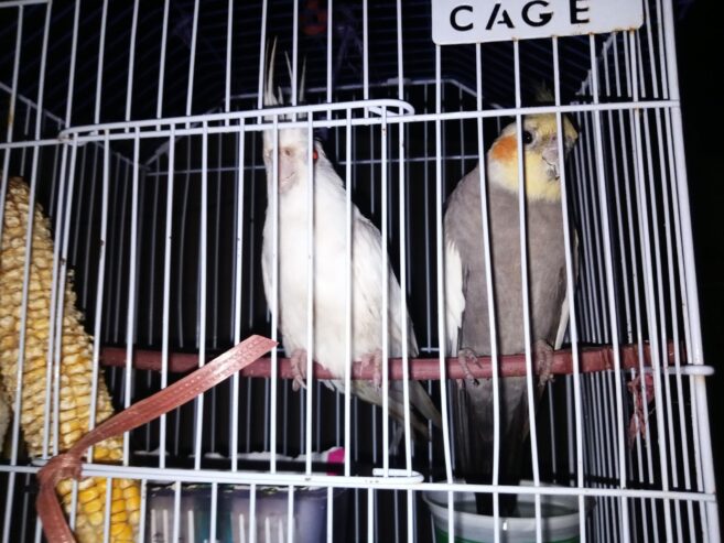 Cocktail Gray and withe colour For sale
