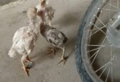 Aseel chick