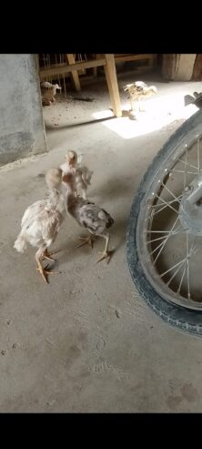 Aseel chick