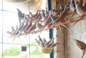 Common red dove breeder pairs