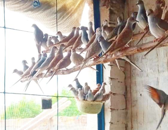 Common red dove breeder pairs