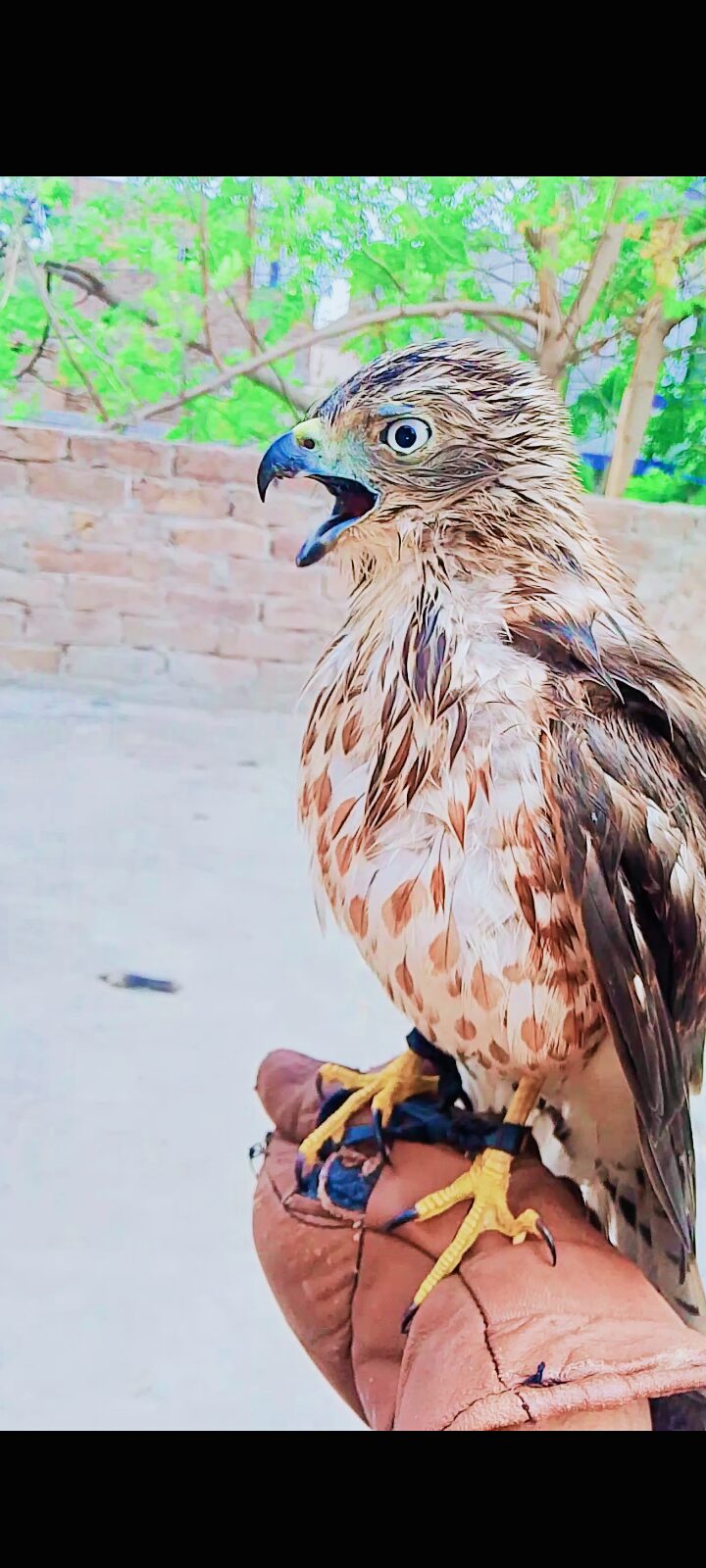 Shikra full trained
