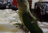 Raw self male for sale