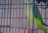 Raw parrot