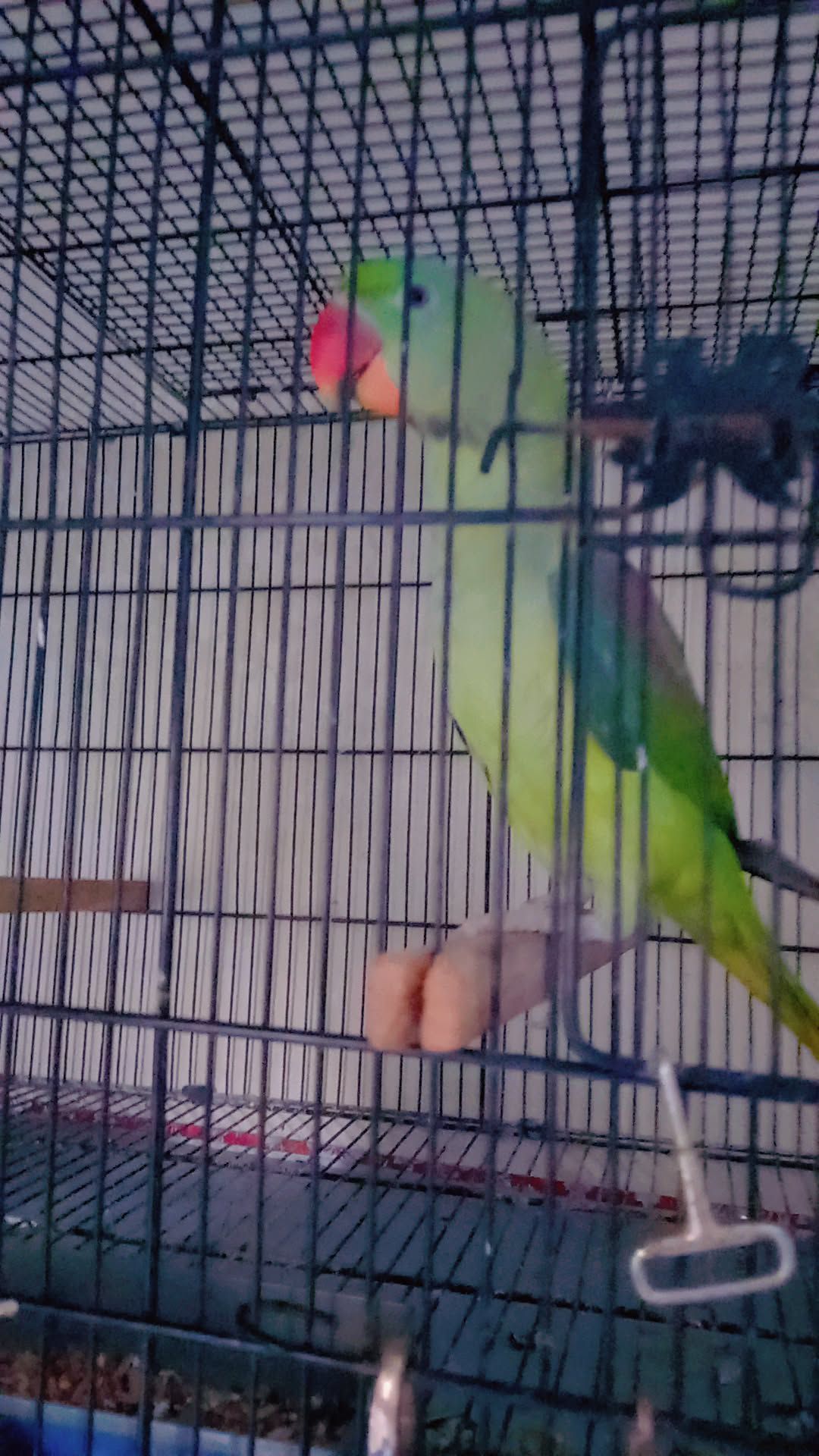 Raw parrot