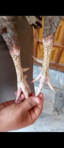 Aseel mianwali murga available