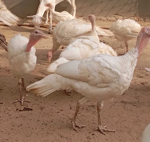 White turkey