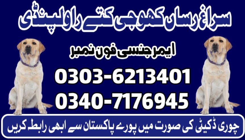 Army Dog Center Sialkot 03407176945 Khoji Dogs Sialkot Khoji kutta