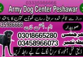 Army Dog Center Peshawar 03018665280 ! Special Khoji Dogs Peshawar | Khoji Kutta Contact Number