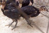 Pure Thai chicks for sale