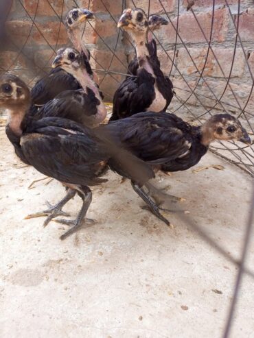 Pure Thai chicks for sale