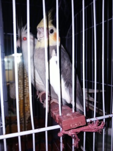 Cocktail Gray and withe colour For sale