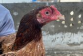 Pure aseel mianwali madi old breed age 2 years