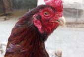 Aseel old blood breeder
