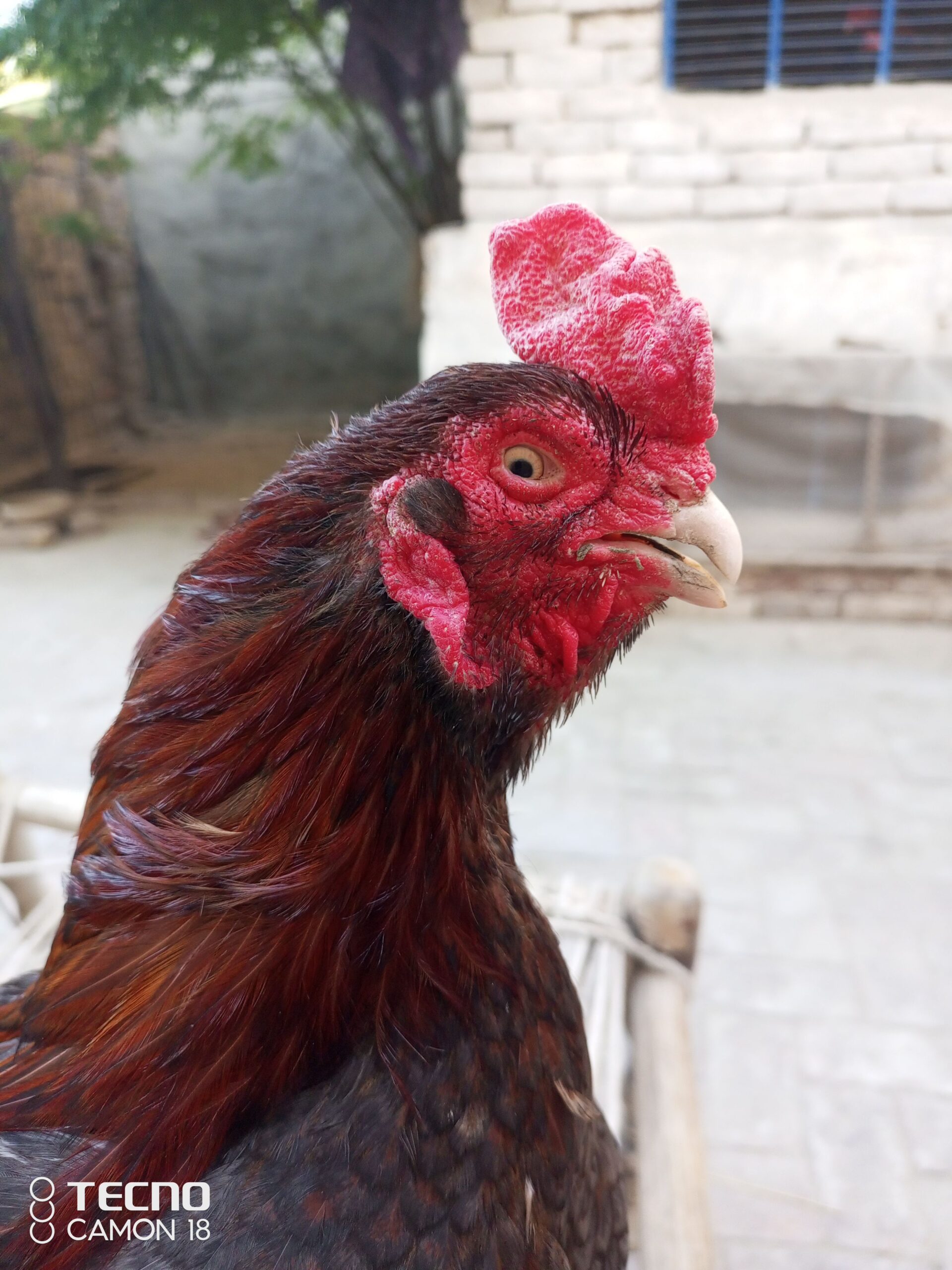 Aseel old blood breeder