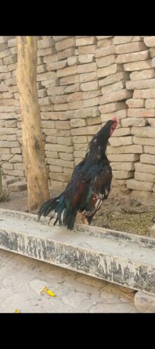 Aseel lover