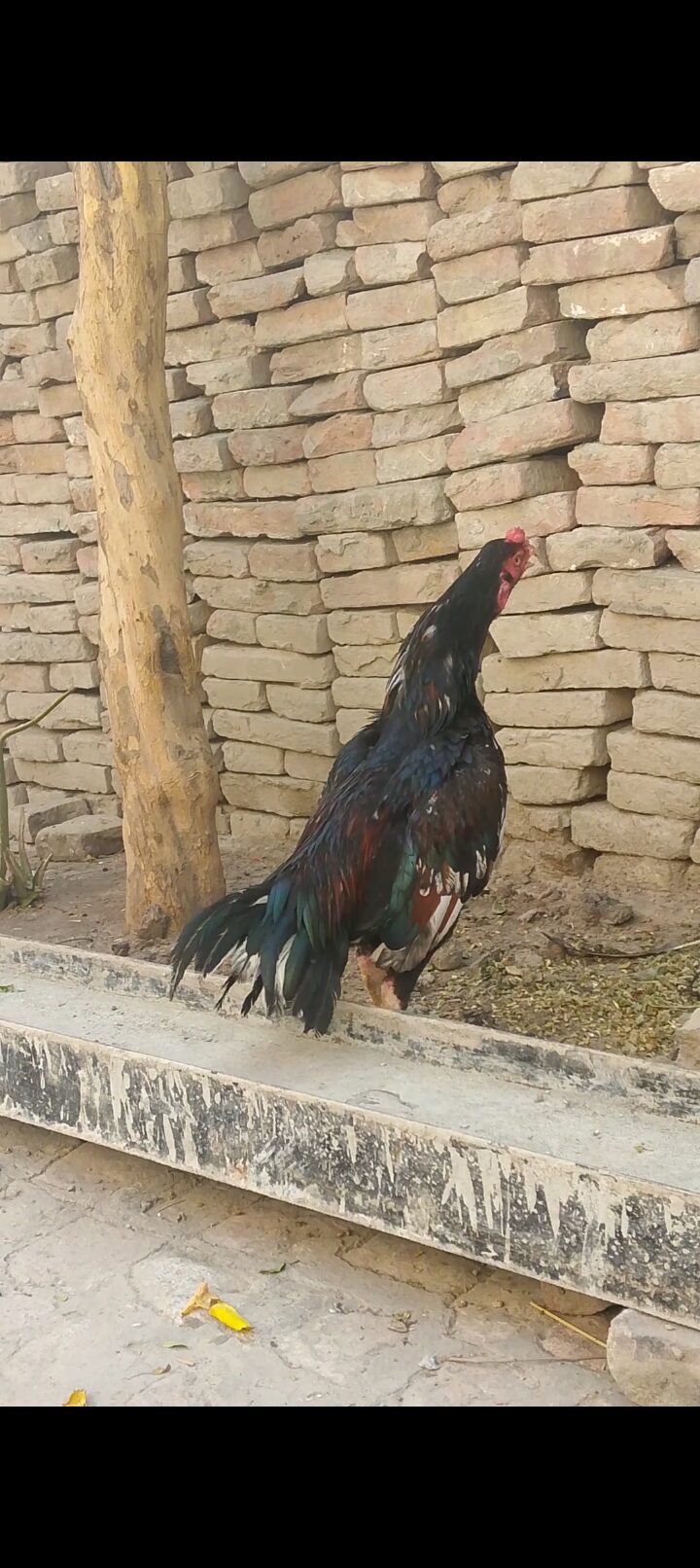 Aseel lover