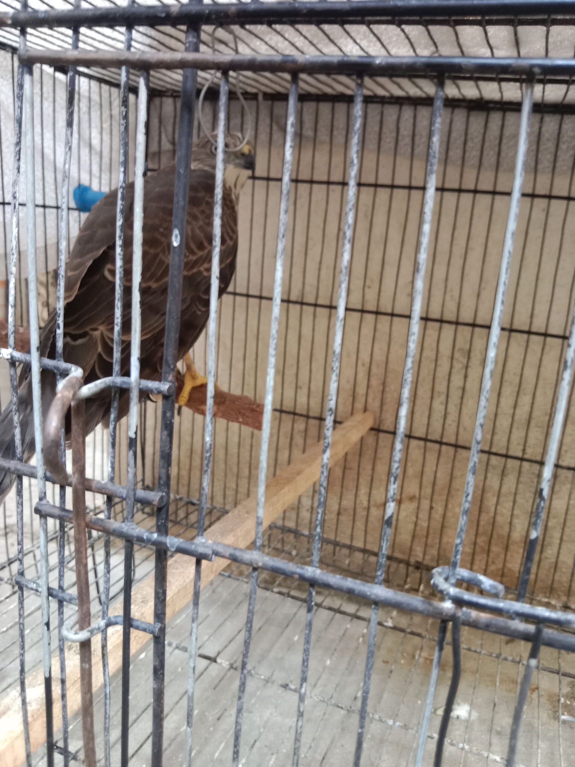 Shikra
