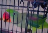 Raw parrot