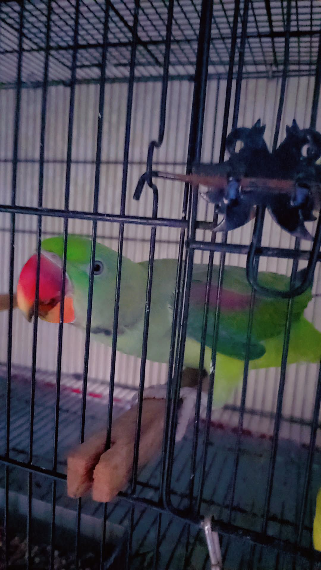 Raw parrot