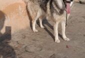 Siberian Husky